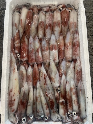 ケンサキイカ4立約4/4.5k大小41入約4.5kg(釣)