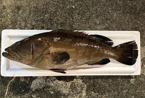 神経〆クエ1入約6.5kg(銛突)