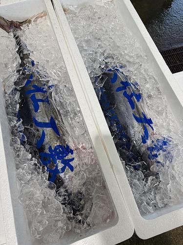 活〆キハダマグロ1入約11kg(定置)