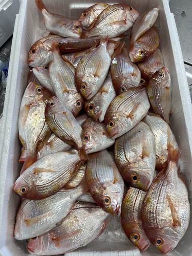 レンコダイ大小39入約5kg(釣)