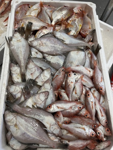 鮮魚BOX①約8kg(底曳)