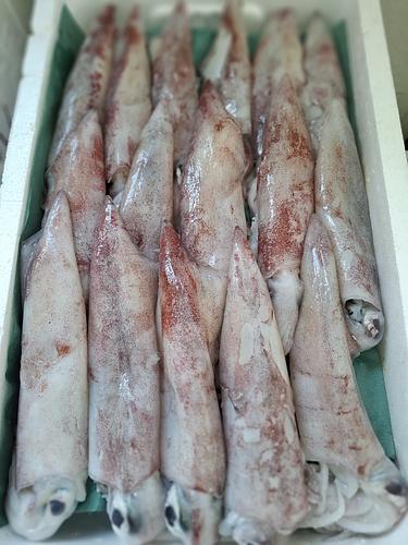 赤イカ特価!16入約4.6kg(底曳)