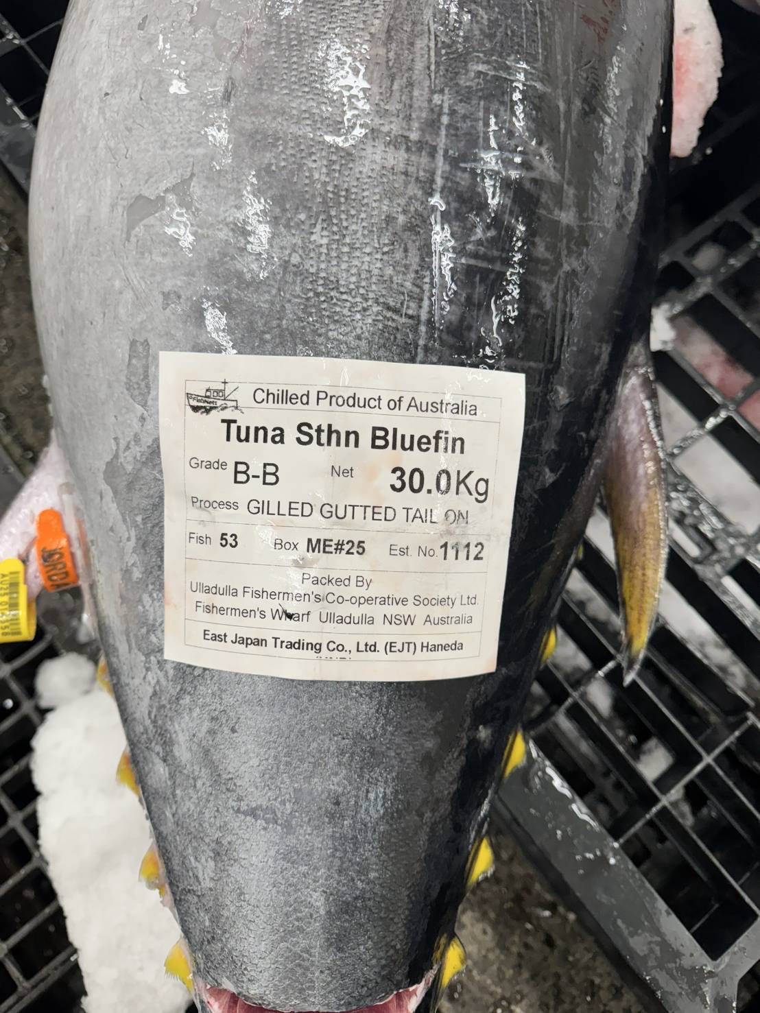 ミナミマグロ延縄オーストラリア産天然南鮪 解体ショー用1入約25kg(延縄)【業務用の鮮魚仕入れならウーオ】