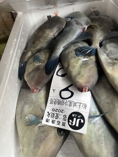 ウマヅラハギ11入約4kg