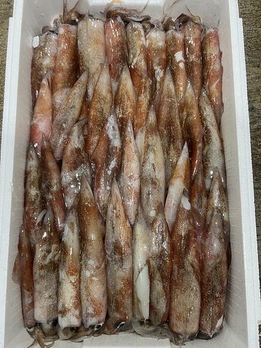 ヤリイカ4立約4.5kg(底曳)