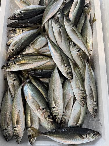 マアジ約１００g前後サイズ約5.5kg(巻網)