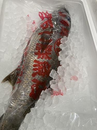 クロムツ1入約2.7kg(釣)