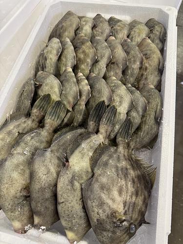 本カワハギ26入約4.8kg(定置)