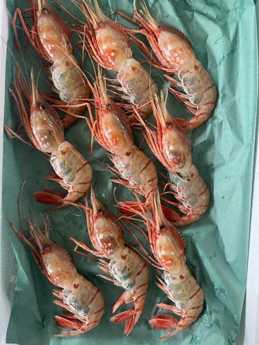 ボタンエビ9入約0.7kg(刺網)