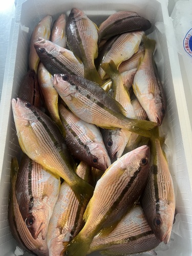 ヨコスジフエダイ約160/200g前後約5.5kg(定置)