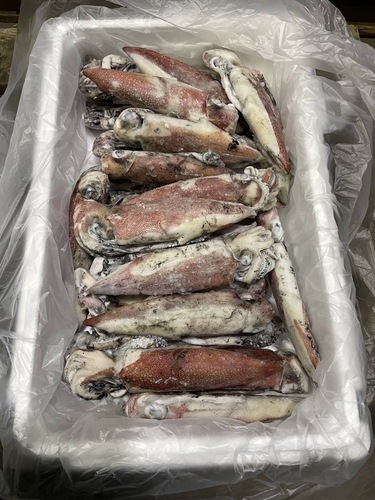ケンサキイカ(冷凍)IQF 5k 100-200サイズ約5kg(釣)