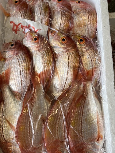 レンコダイ12入約4.2kg(釣)