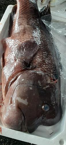活〆コブダイ1入約6.2kg(定置)