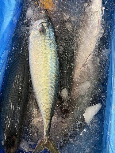 ゴマサバ6入約5kg