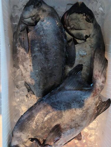 活〆イシダイ3入約5.7kg(銛突)