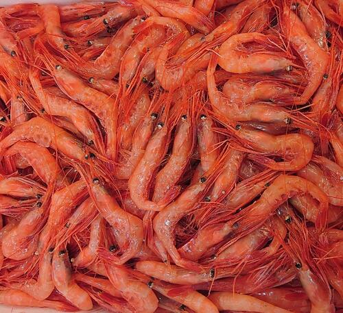 甘エビ大中約3.3kg(底曳)