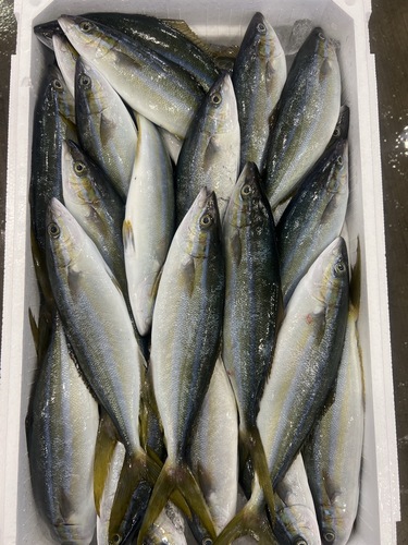 ツムブリバラ約7kg(定置)