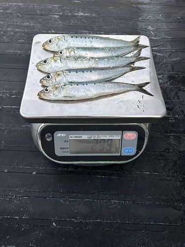 マイワシ平箱 50~60g位 約3kg(巻網)