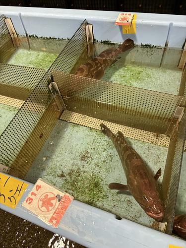 活クエ出荷直前に活け締め　相模湾のクエ中サイズ(2.4〜5kg)1入約3kg(定置)