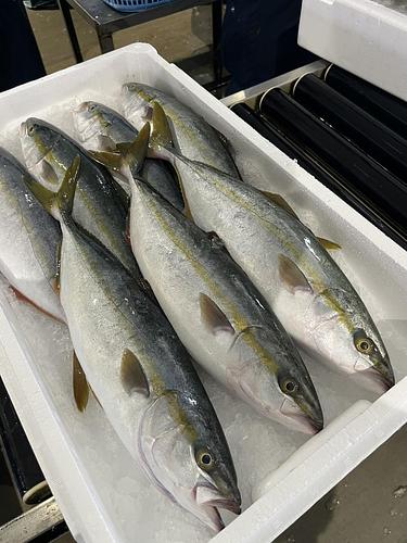 ツバス7入約5.3kg(小網)