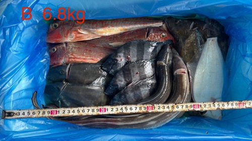 鮮魚BOX(定置)