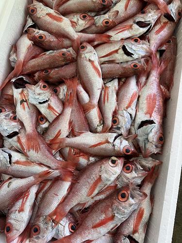 ノドグロ(アカムツ)５０g前後サイズ約5.5kg(底曳)