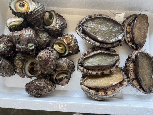 鮮魚BOX約3.9kg(沿岸)