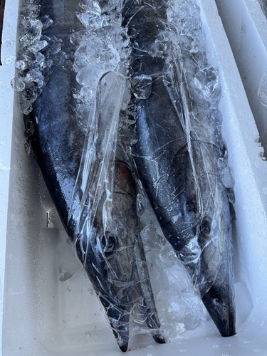 活〆カマスサワラ2入約22kg(定置)