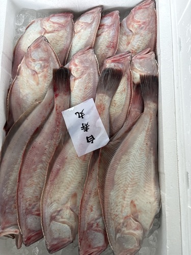 アカガレイ13入約4kg(底曳)
