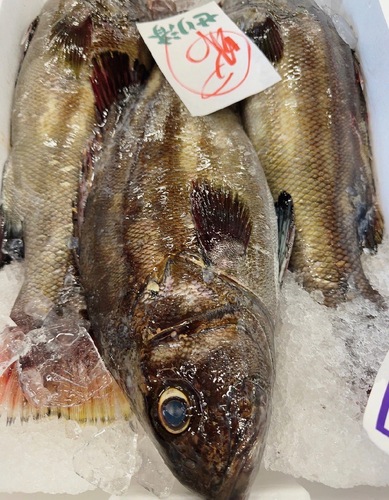 神経〆イシナギ6入約5.4kg(沿岸)