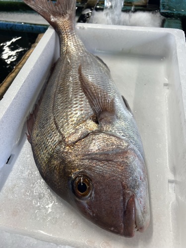 マダイ1入約2.6kg(定置)