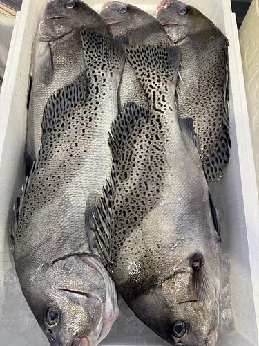 活〆コショウダイ5入約6.5kg(定置)