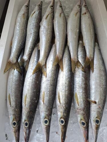 カマス大サイズ12入約3.6kg