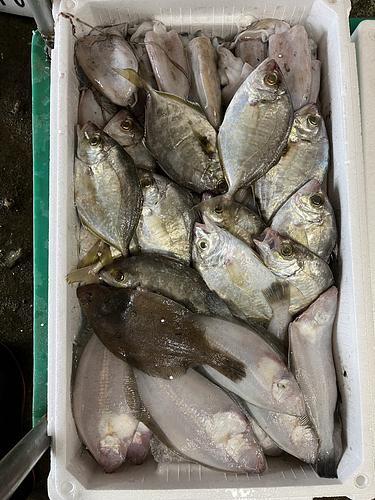 鮮魚BOX約5.7kg(底曳)