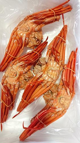 ボイルベニズワイガニ小4入約1.8kg(カゴ)