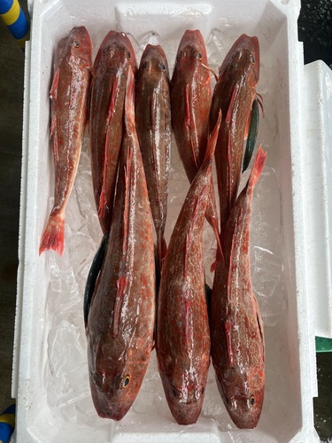 ホウボウ大小8入約3.6kg(釣)