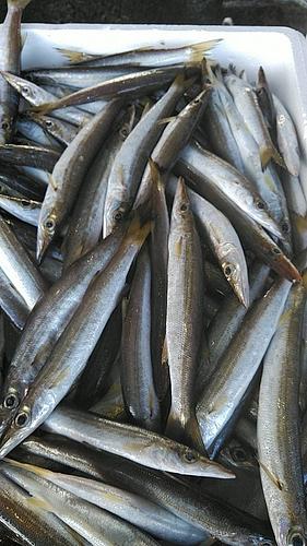 ホンカマス70入前後約5kg(定置)