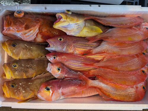 鮮魚BOX15入約7.1kg(釣)
