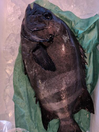 活〆イシダイ1入約2kg(釣)