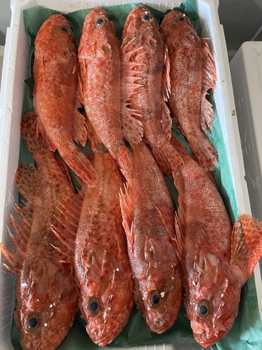 イズカサゴ8入約5kg(底曳)