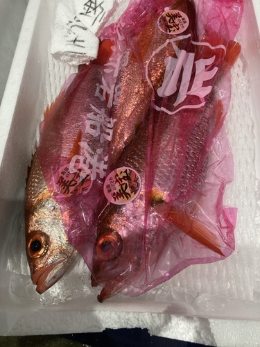 赤ムツ3入約3kg(釣)