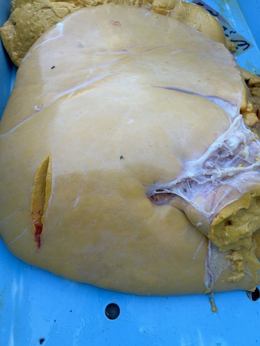 マンボウ肝油約5kg(沿岸)