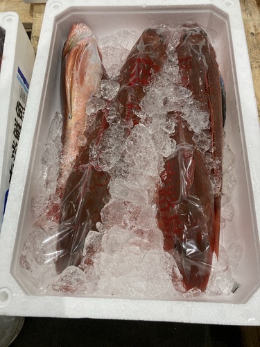 ホウボウ5入約3kg