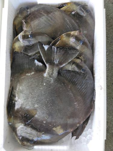 ツバメウオ6入約5kg(定置)