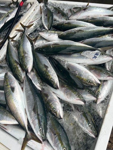 ワラサ13−14キロ台4入約13.5kg(巻網)