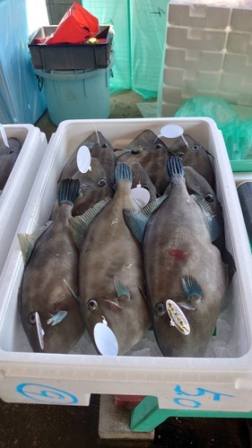 活〆ウマズラハギ5k10-11入約5kg(定置)