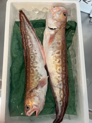 ヨロイイタチウオ2入約1.8kg(延縄)