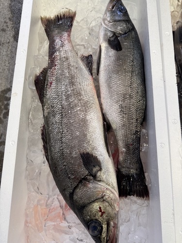活〆ヒラスズキ2入約4kg(定置)