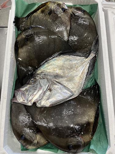 鮮魚BOX⑯約3.7kg