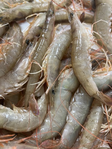ヨシエビ約5kg(底曳)